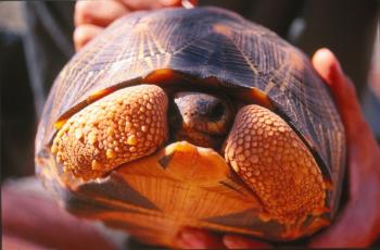 Une tortue radiée de Madagascar