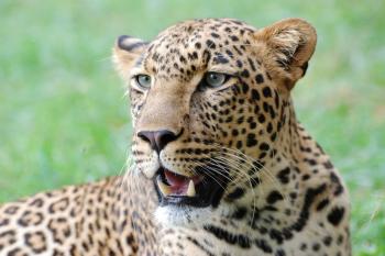 Photo d'un léopard
